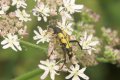 Beetles: Rutpela maculata